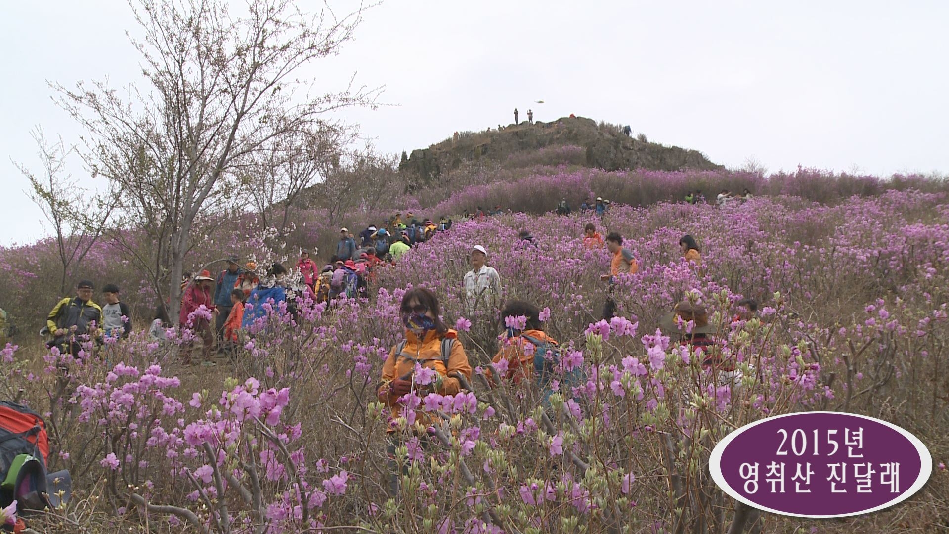 영취산 진달래 풍경 이용자 제공이미지