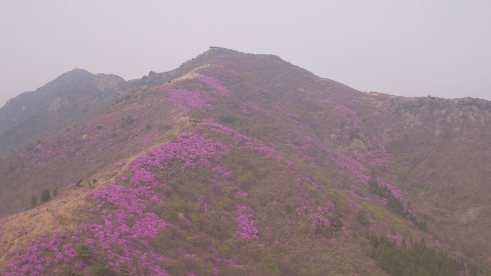 영취산 진달래 이용자 제공이미지